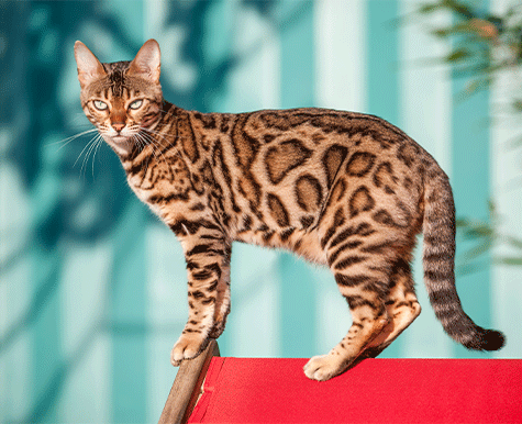 brown bengal kitten