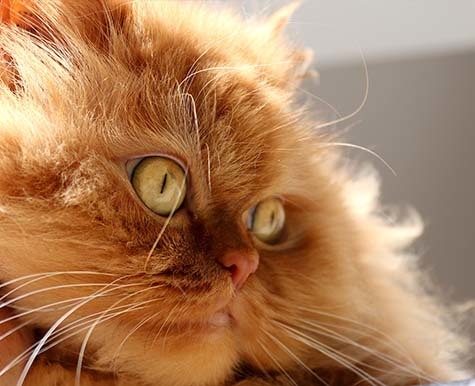 orange persian cat