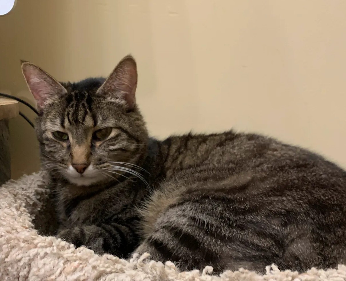 Kidney Support for Senior Cats