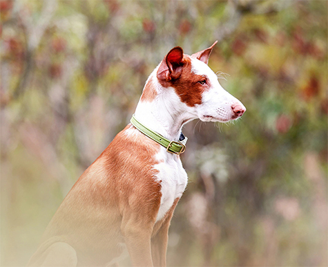 what is a ibizan hound called