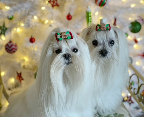 CKD Support for Ullana