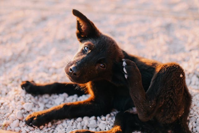 Small pup itching without a natural remedy for dogs with fleas