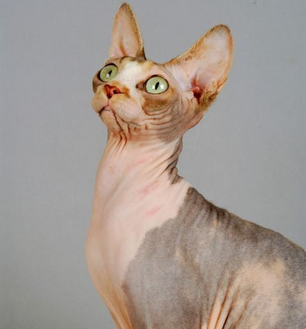 Sphynx cat personality