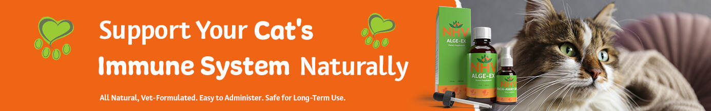 Support Your Cat's Immune System Naturally