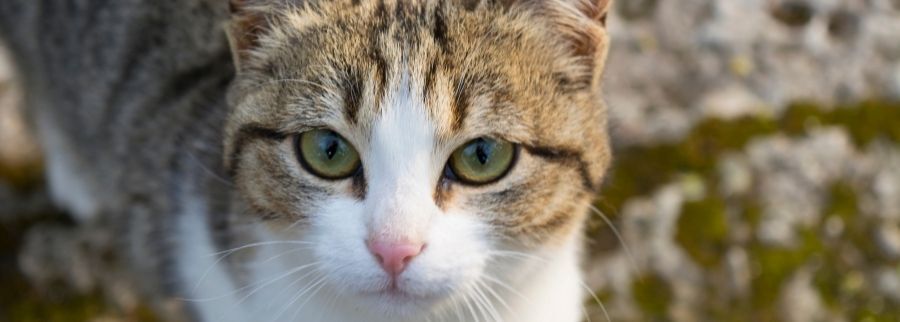 American Wirehair Cat