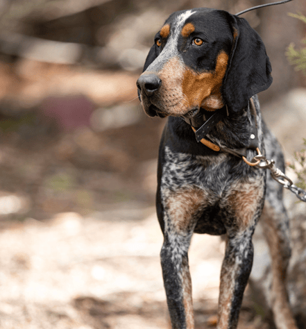 American English Coonhound