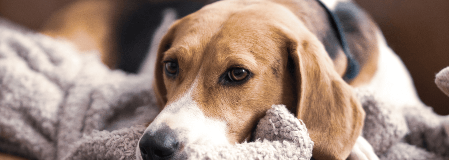 American English Coonhound