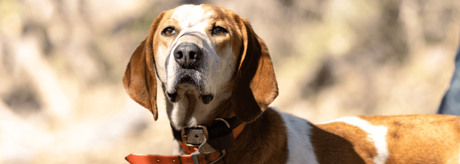 American English Coonhound