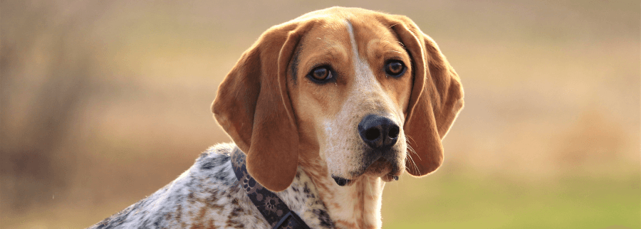American English Coonhound