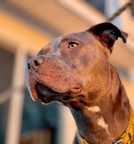 American Staffordshire Terrier