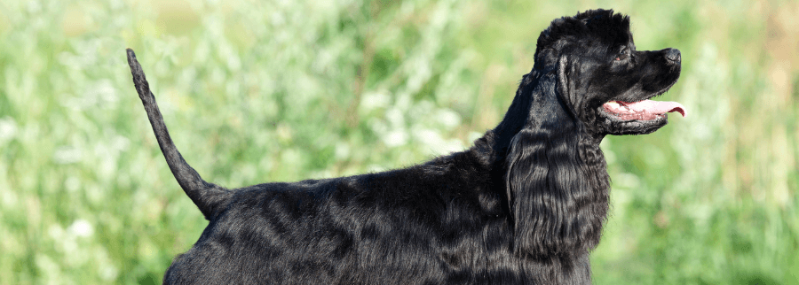 American Water Spaniel dog
