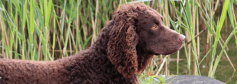 American Water Spaniel dog