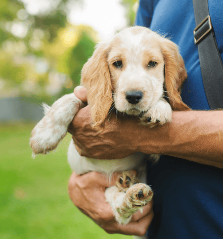 American Water Spaniel dog