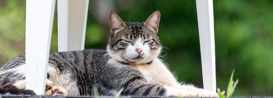 American Wirehair Cat