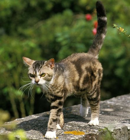 American Wirehair Cat