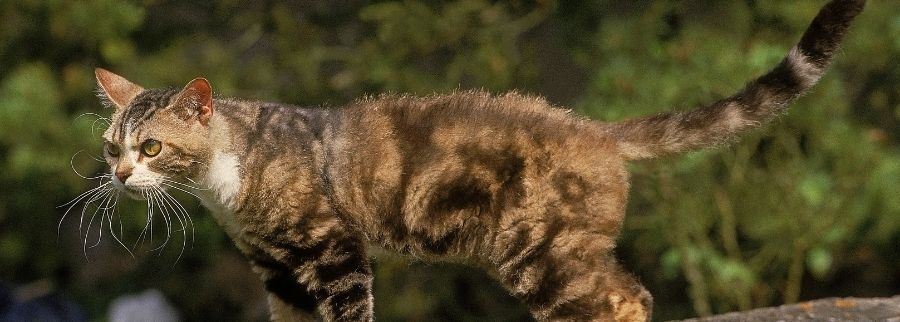 American Wirehair Cat