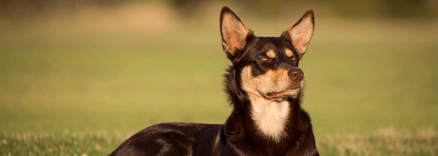 Australian Kelpie