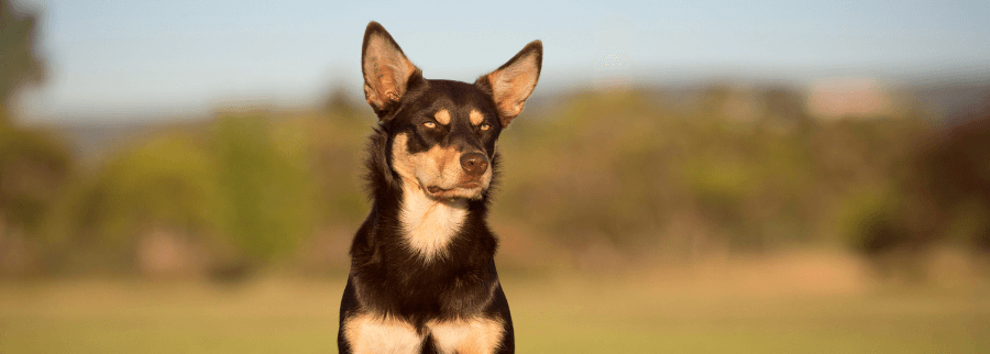 Australian Kelpie