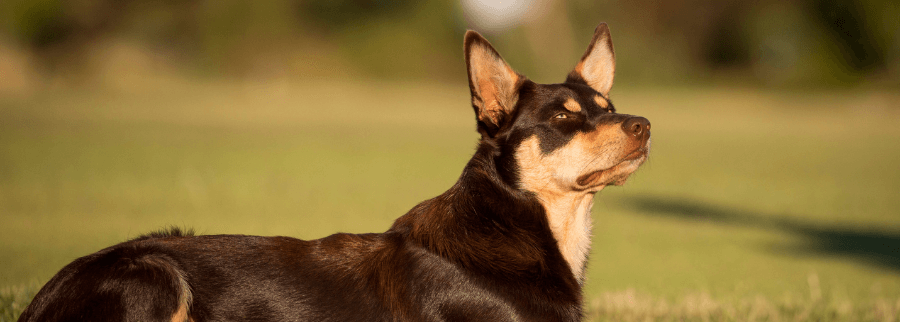 Australian Kelpie