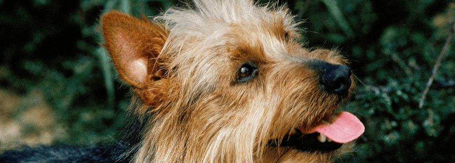 Australian Terrier Dog