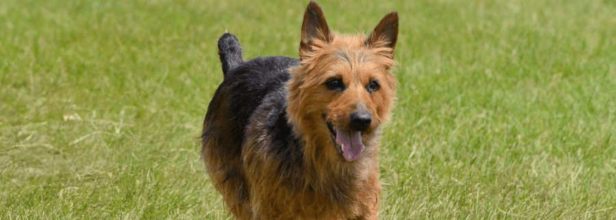 Australian Terrier Dog