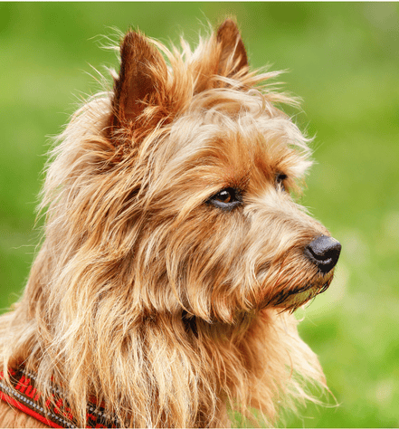Australian Terrier Dog Personality