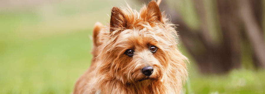 Australian Terrier Dog