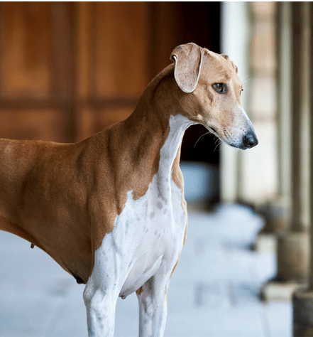 Azawakh Dog Personality
