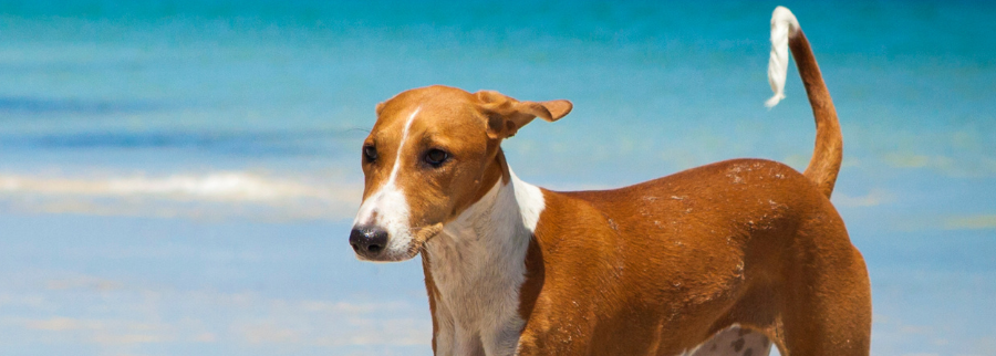 Azawakh Dog