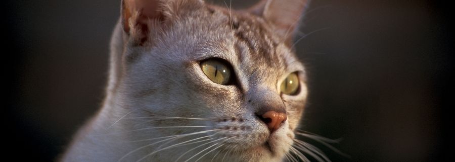 Burmilla Cat