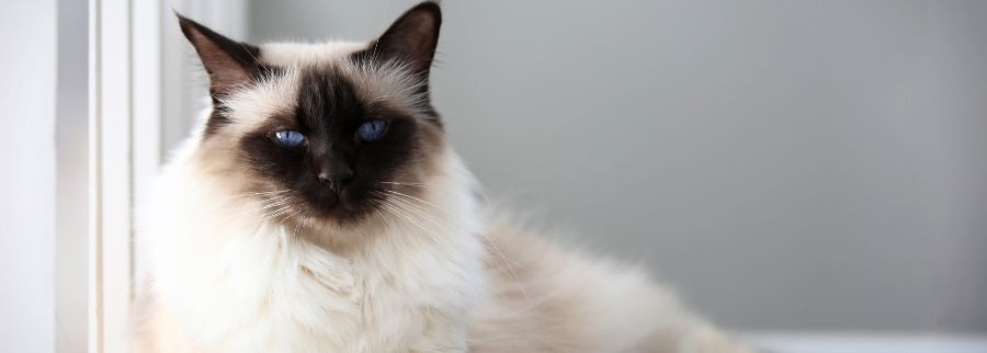 Balinese Cat