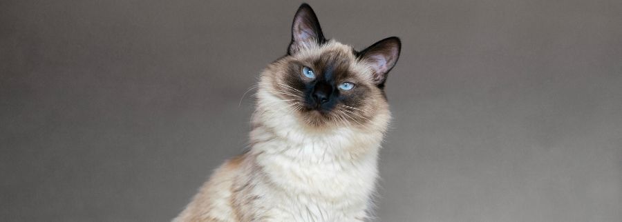 Balinese Cat