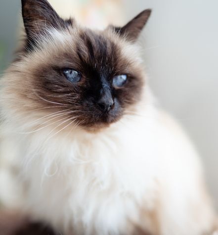 Balinese Cat