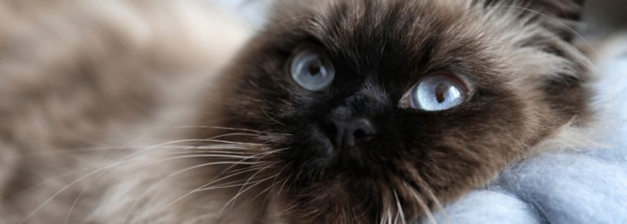 Balinese Cat