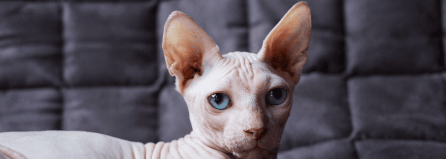Bambino Cats