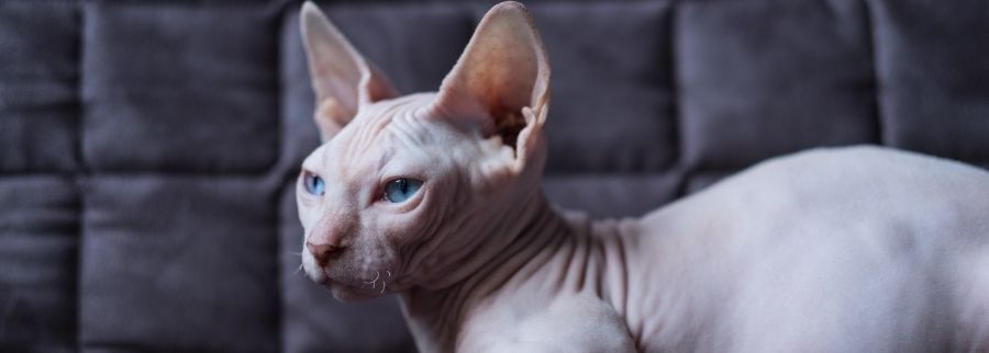 Bambino Cats