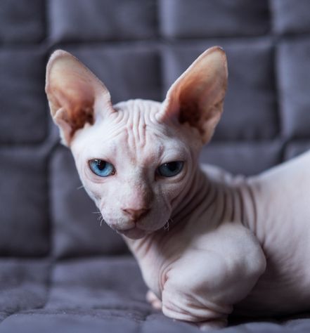 Bambino Cats
