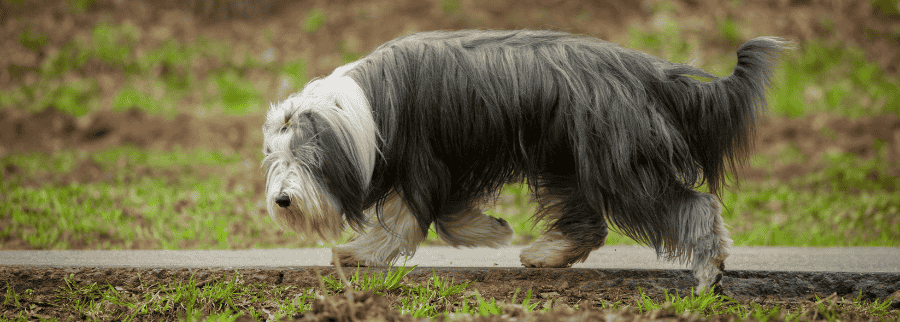 Bearded Collie