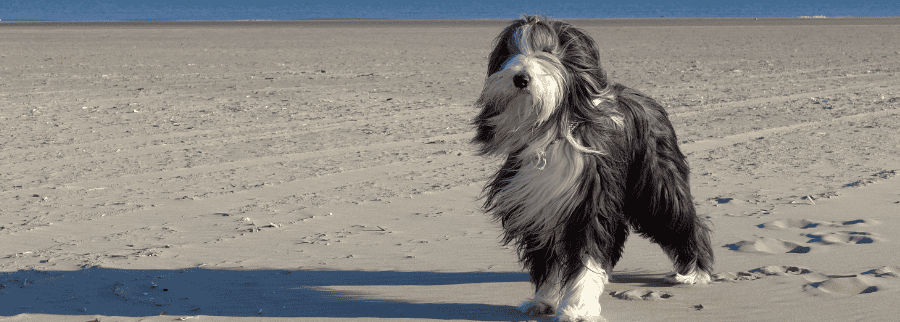 Bearded Collie