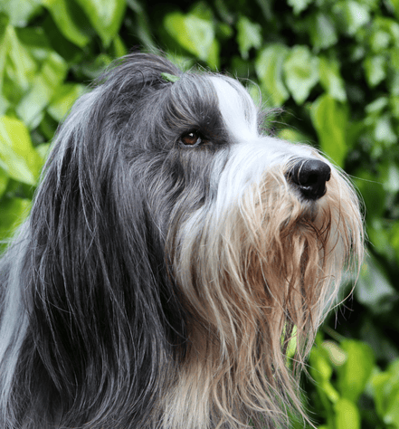Bearded Collie Personality