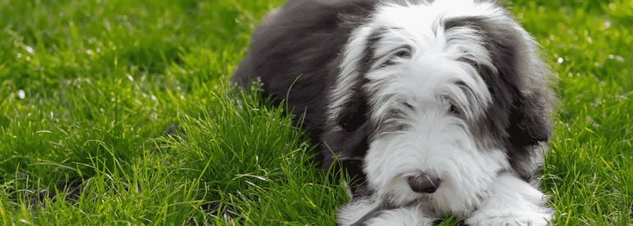 Bearded Collie