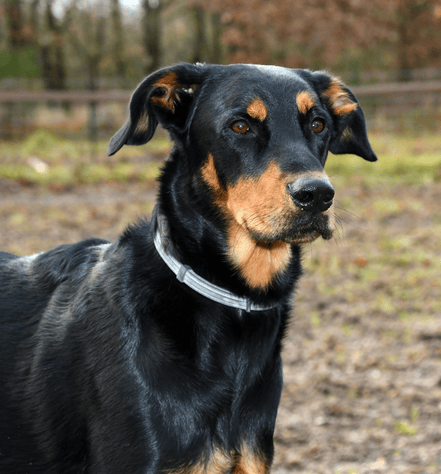 Beauceron dog breed Personality