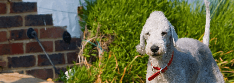 Bedlington Terrier