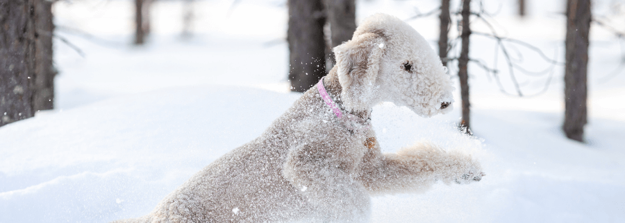 Bedlington Terrier in snow 