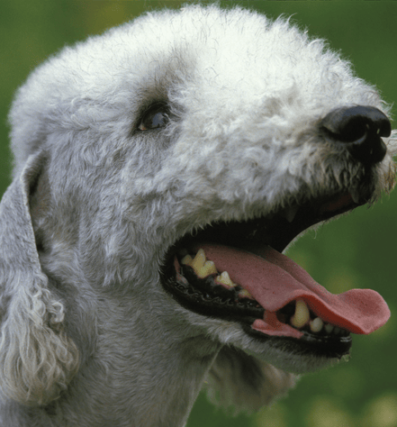 Bedlington Terrier Personality