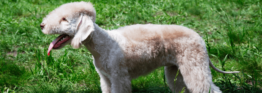 Bedlington Terrier