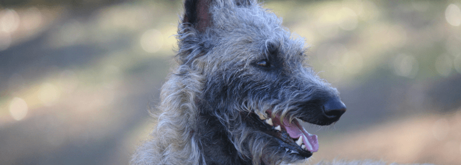 Belgian Laekenois dog