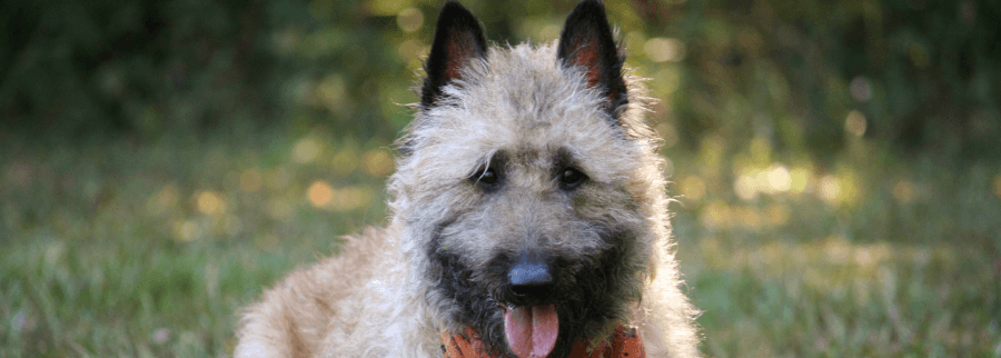 Belgian Laekenois dog