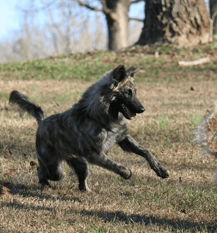 Belgian Laekenois dog Personality