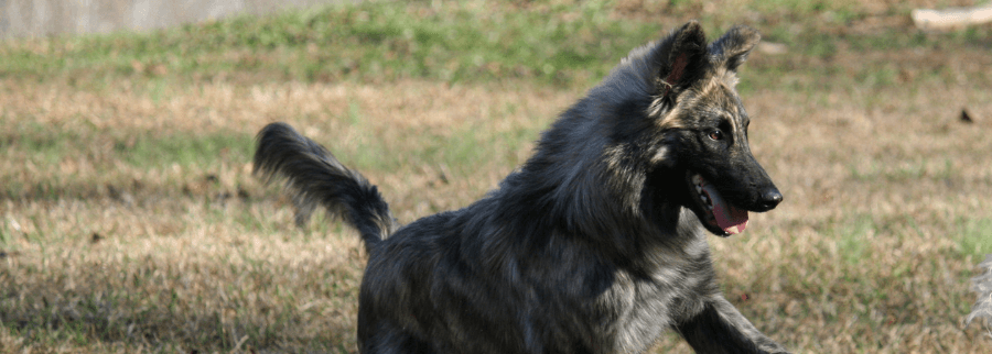 Belgian Laekenois dog